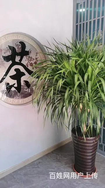 8006（七P）个人城中区南京路安昕雅苑步行街35号楼转让 - 图片 2