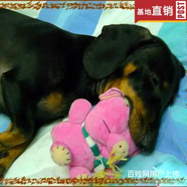 玉林【十年老店】常年繁殖优质血统腊肠犬幼犬 - 图片 12
