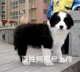 纯种边牧幼犬 智商排名第一 聪明易训 健康质保 - 图片 3