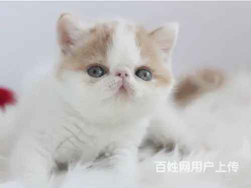 徐州繁殖基地 纯种加菲猫多少钱 包健康保养活 - 图片 1