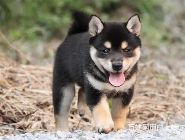 纯种日系柴犬 包健康包养活 可签协议 - 图片 7