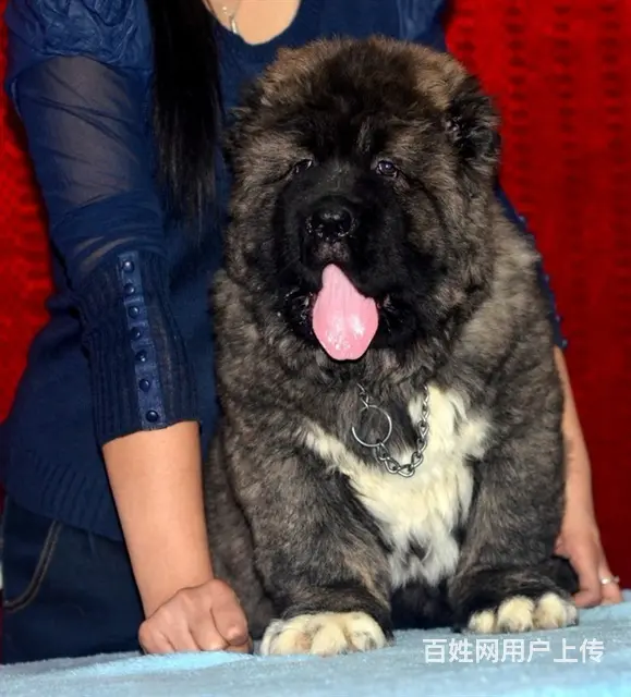台州冠军直子双血统高加索犬健康保障60天可签协议 - 图片 2