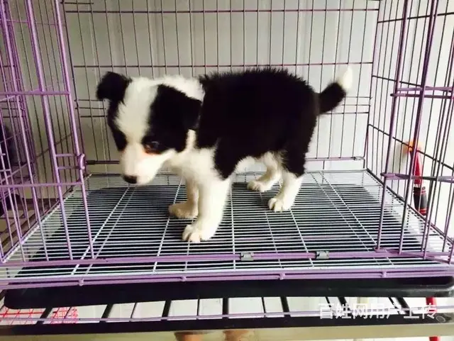 辽阳边牧养殖户 繁殖边牧幼犬的地址 - 图片 12