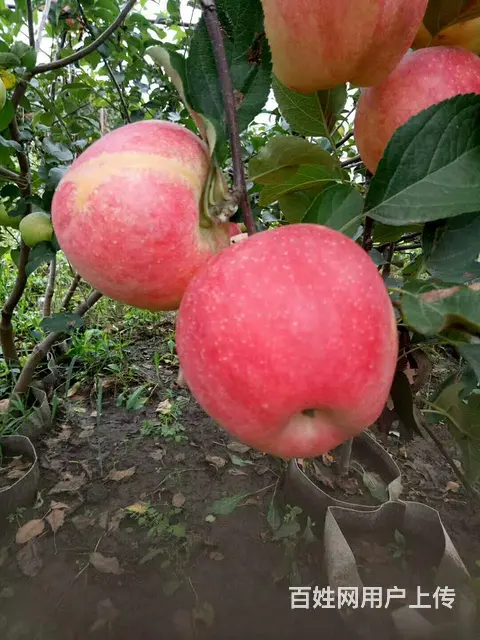 卖果树东北大苹果 大地黑土 鹿粪鸡粪猪粪专业团队 - 图片 2
