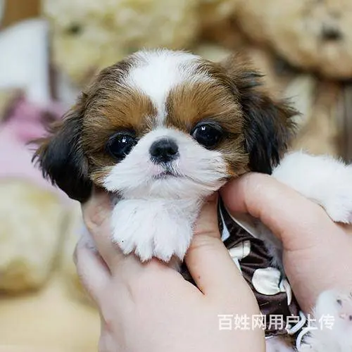 出售高端西施犬 三针齐全保健康 提供养狗指导 - 图片 6
