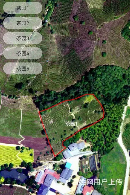 小戴白茶源自安吉白茶核心产区 - 图片 1