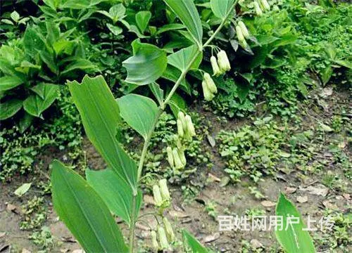 湖北百草堂黄精种植潜力大吸引关注，为合作户提供扶持 - 图片 2
