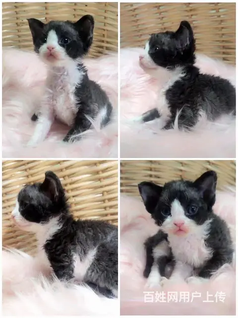 德文卷毛猫对外出售 - 图片 12