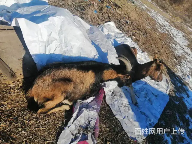 配种山羊出售 - 图片 9