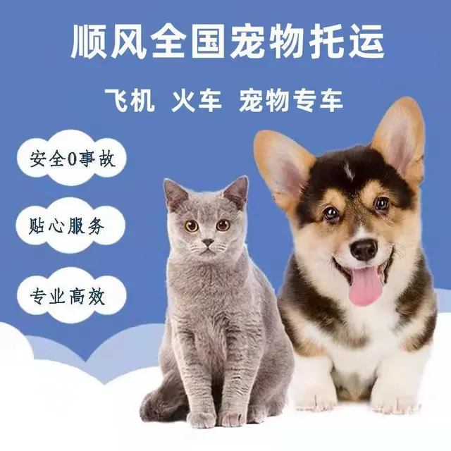 2022安宁市到全国）宠物托运（猫狗）邮寄快递（宠物活体运输 - 图片 5