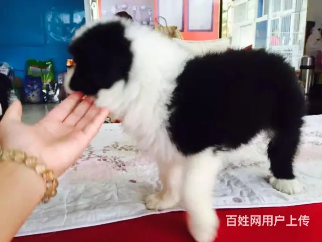 辽阳卖边牧的养殖场，养殖场边牧一般卖多少钱 - 图片 9
