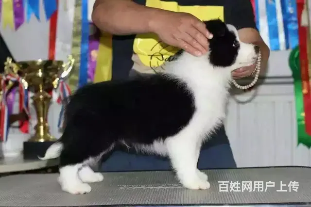 徐州哪有繁殖边牧幼犬的，边牧幼犬多少钱一只 - 图片 10