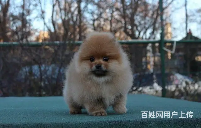 北京哈多利系博美犬 纯种茶杯俊介博美出售 - 图片 4