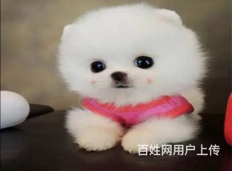 宜春出售家养博美 保纯种健康 茶杯犬博美 疫苗齐全 - 图片 12