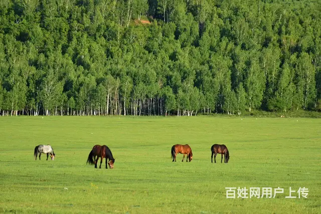 呼伦贝尔莫尔格勒河草原靠谱包车师傅常师傅 - 图片 10