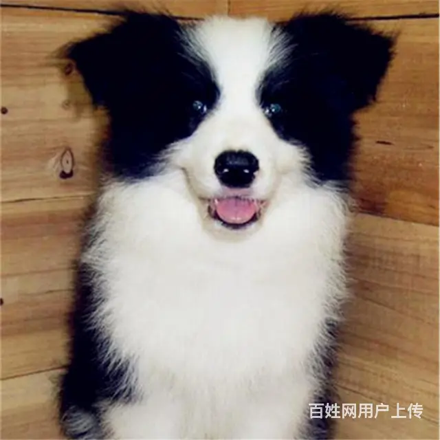 辽阳卖边牧的基地 哪里有边牧交易市场 - 图片 10