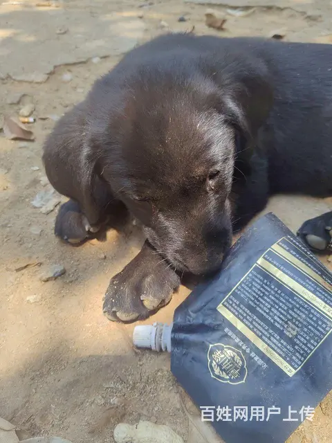 个人拉布拉多犬狗肉价 - 图片 6