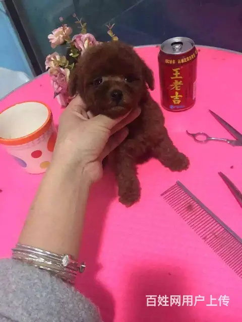 泰迪 红色小体泰迪熊 包纯种保健康 送货上门 - 图片 10