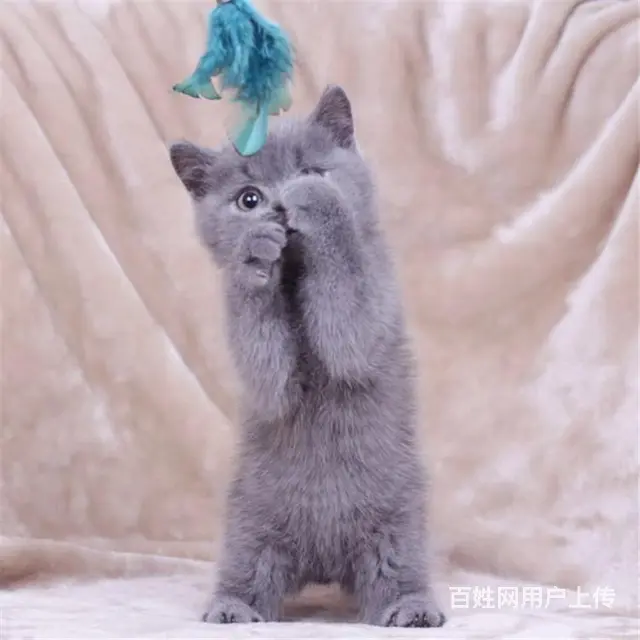 内蒙古赤峰纯种蓝猫幼崽包邮出售 - 图片 3