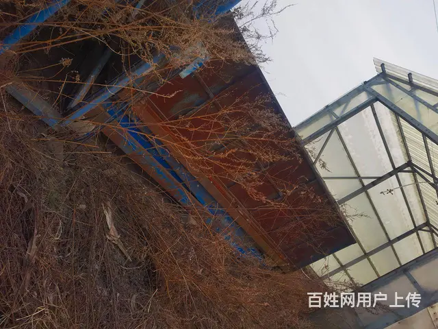 卖猪中转站 - 图片 7