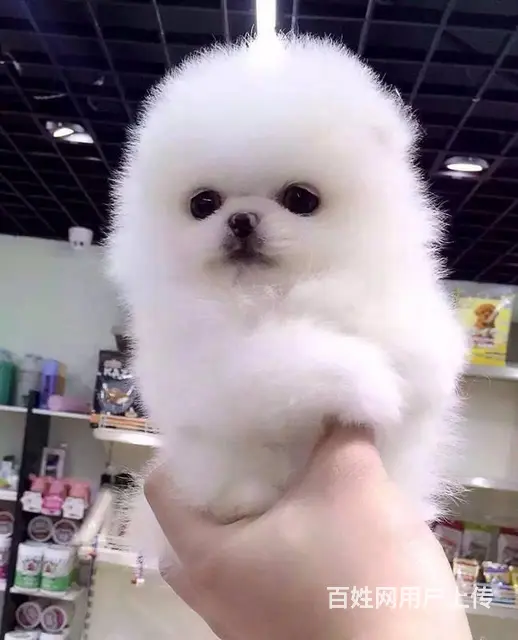 纯种哈多利博美犬 纯种球体白色博美幼犬供您选 - 图片 3