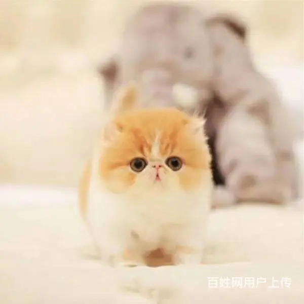 哪里有加菲猫？加菲猫多少钱？加菲猫长大多重？ - 图片 1