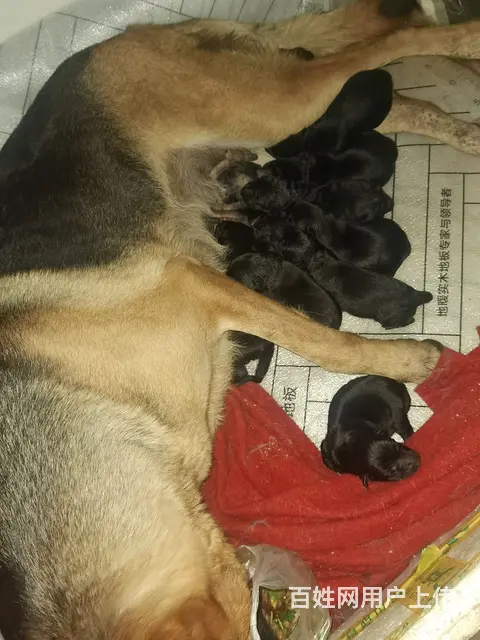 喜欢狼狗的来。工作犬 - 图片 9