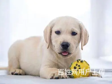承德拉布拉多怎么卖 家养拉布拉多 保健康 - 图片 3