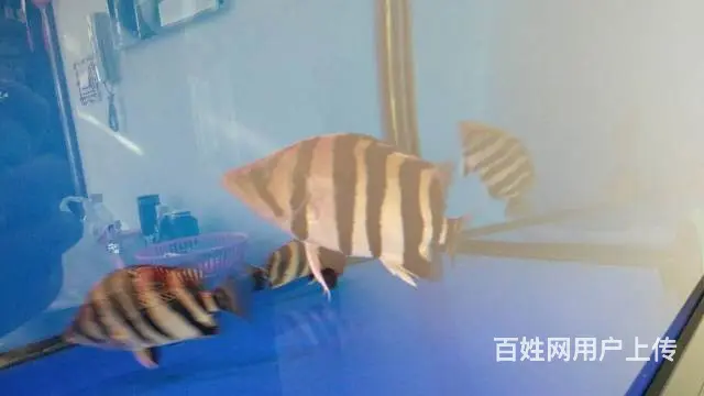 自家养的龙鱼 精品四纹虎5条皇冠黑白2条 斑马狗头 - 图片 5