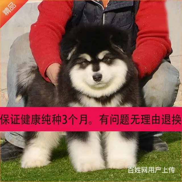辽阳哪儿有纯种阿拉斯加出生，纯种阿拉斯加价位表 - 图片 10
