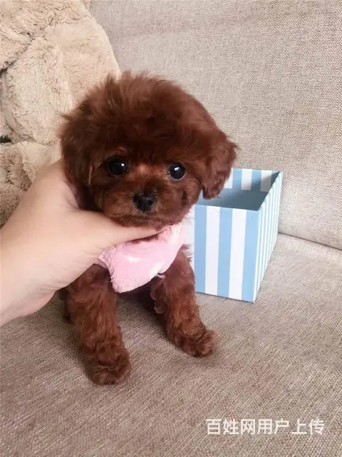 红色泰迪 ，灰色，玩具，茶杯泰迪犬，包健康，包品质 - 图片 8