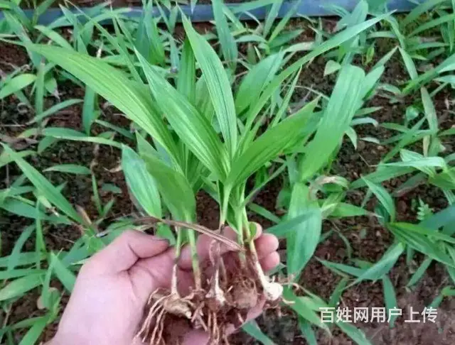 湖北百草堂白芨种植以品质为基，构建农业市场坚固桥梁 - 图片 2