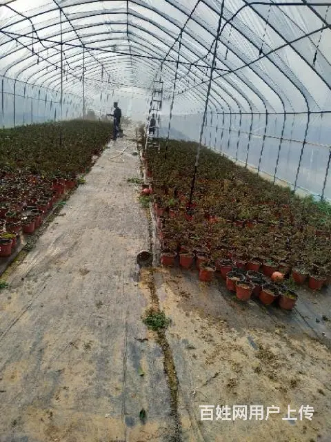 想种花大棚，种菜大棚看过来 - 图片 2