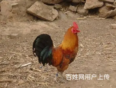 滨州笨鸡苗，滨州柴鸡苗，滨州芦花鸡苗 - 图片 4
