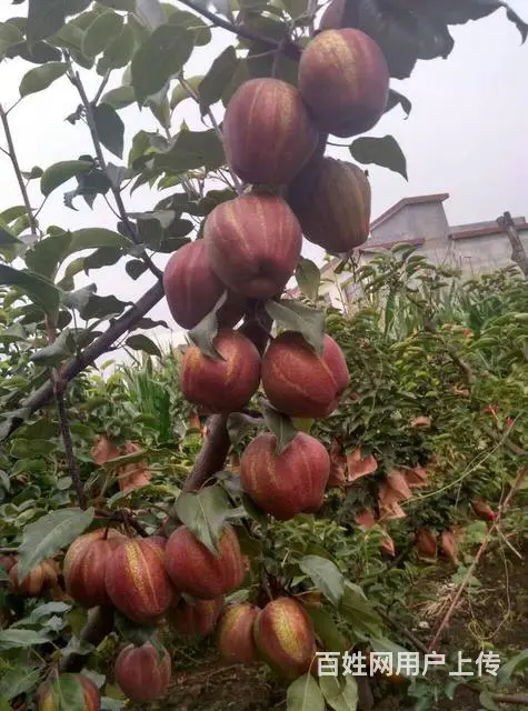供应各种优质果树苗 - 图片 12
