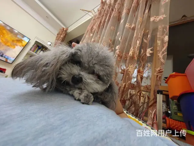 沈阳卖灰泰迪 只卖灰泰迪 - 图片 5