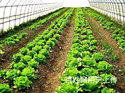 澳大利亚农场招搬运工采摘工上五休二包吃住月入3万加 - 图片