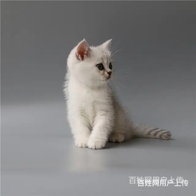 徐州双血统银渐层幼猫价格 - 图片 3
