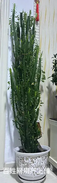 龙骨 - 图片