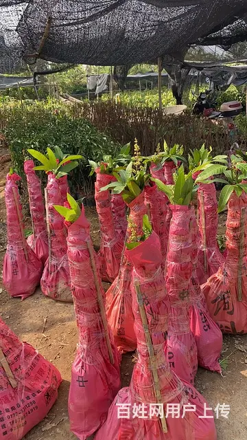 供应各种芒果树苗以及其他水果苗 - 图片 11