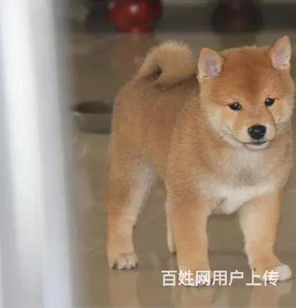 崇左养柴犬的地方，卖柴犬的地方 - 图片 5