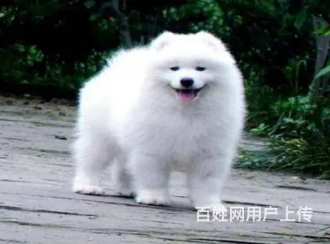 承德萨摩怎么卖 家养萨摩 保纯种健康 - 图片 6