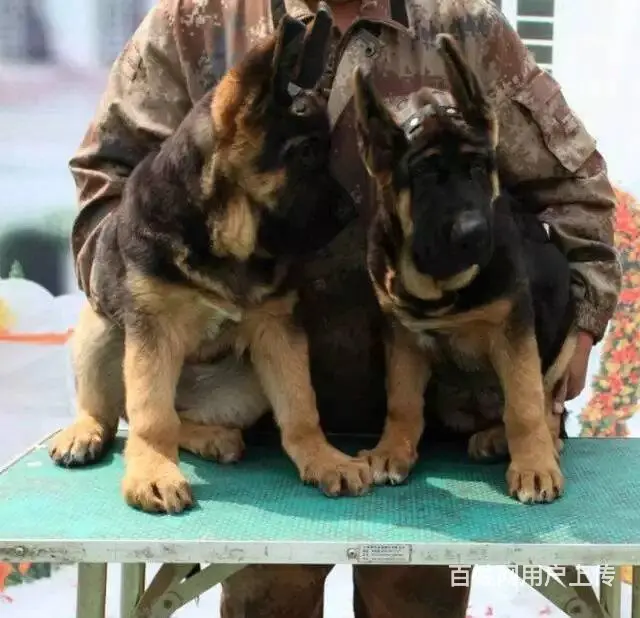 出售锤系德牧幼犬 疫苗驱虫打好欢迎上门挑选 - 图片 5