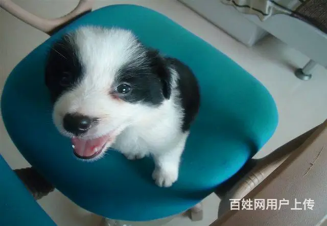 大型犬舍出售各种宠物狗边境幼犬健康质保售后无忧 - 图片 7