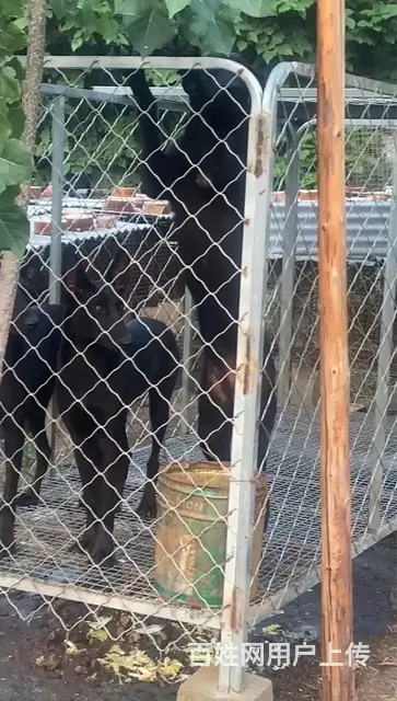黑狼犬 - 图片 2