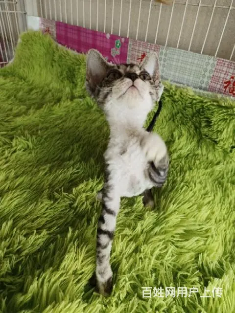 【搞定了！】德文卷毛猫 - 图片 3