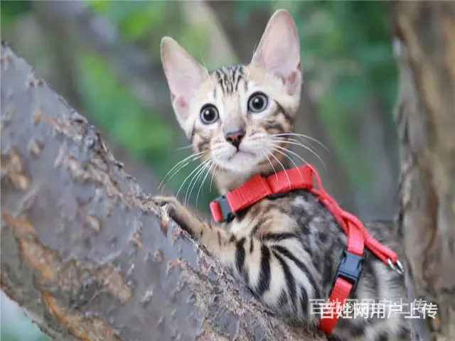 江苏徐州双血统豹猫价格多少 - 图片 12