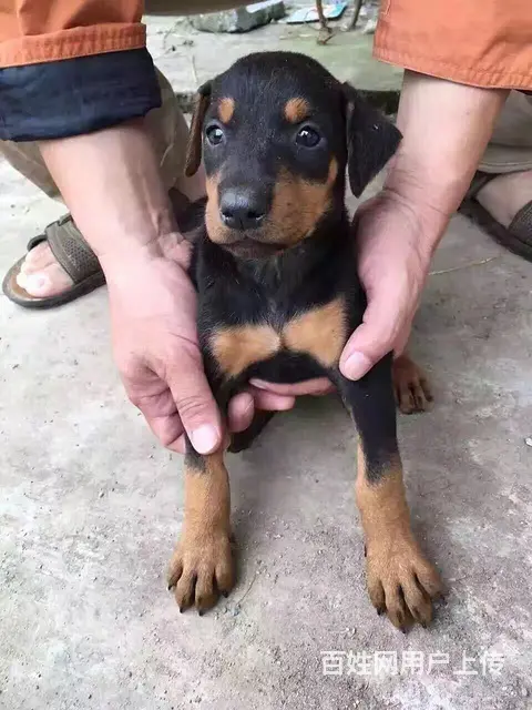 长春有什么靠谱的罗威纳犬舍推荐吗 - 图片 1