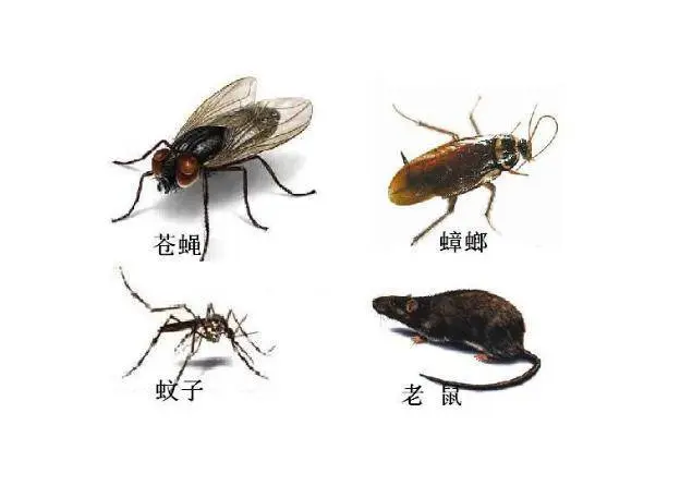 什邡杀虫公司灭老鼠灭蟑螂公司 - 图片 1