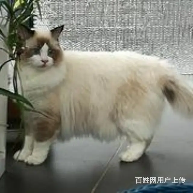 一群来自澳大利亚纯种布偶猫咪的后代转让中 - 图片 10